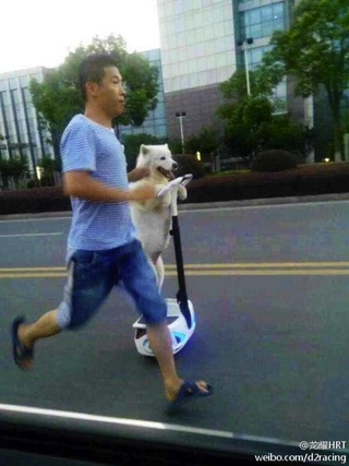 Illustration for article titled Oh Hey, It's a Dog on a Segway Going Down the Street